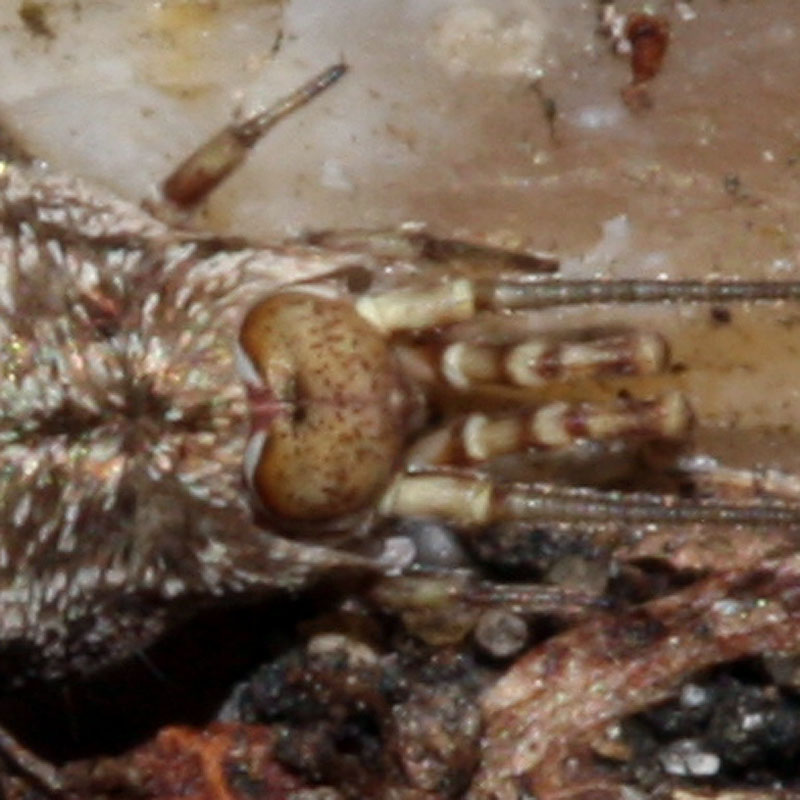 Vincent Derreumaux - Machilinus rupestris - réf. 76959 (800 x 800 pixels, 117 ko)