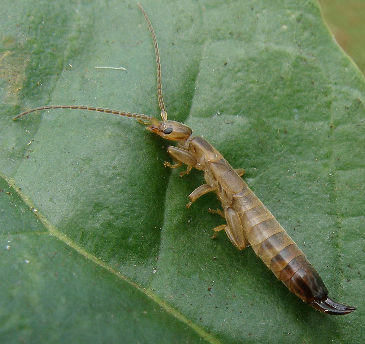 Dominique Martiré - Nesolabia longicollis - réf. 76707 (1200 x 1131 pixels, 194 ko)