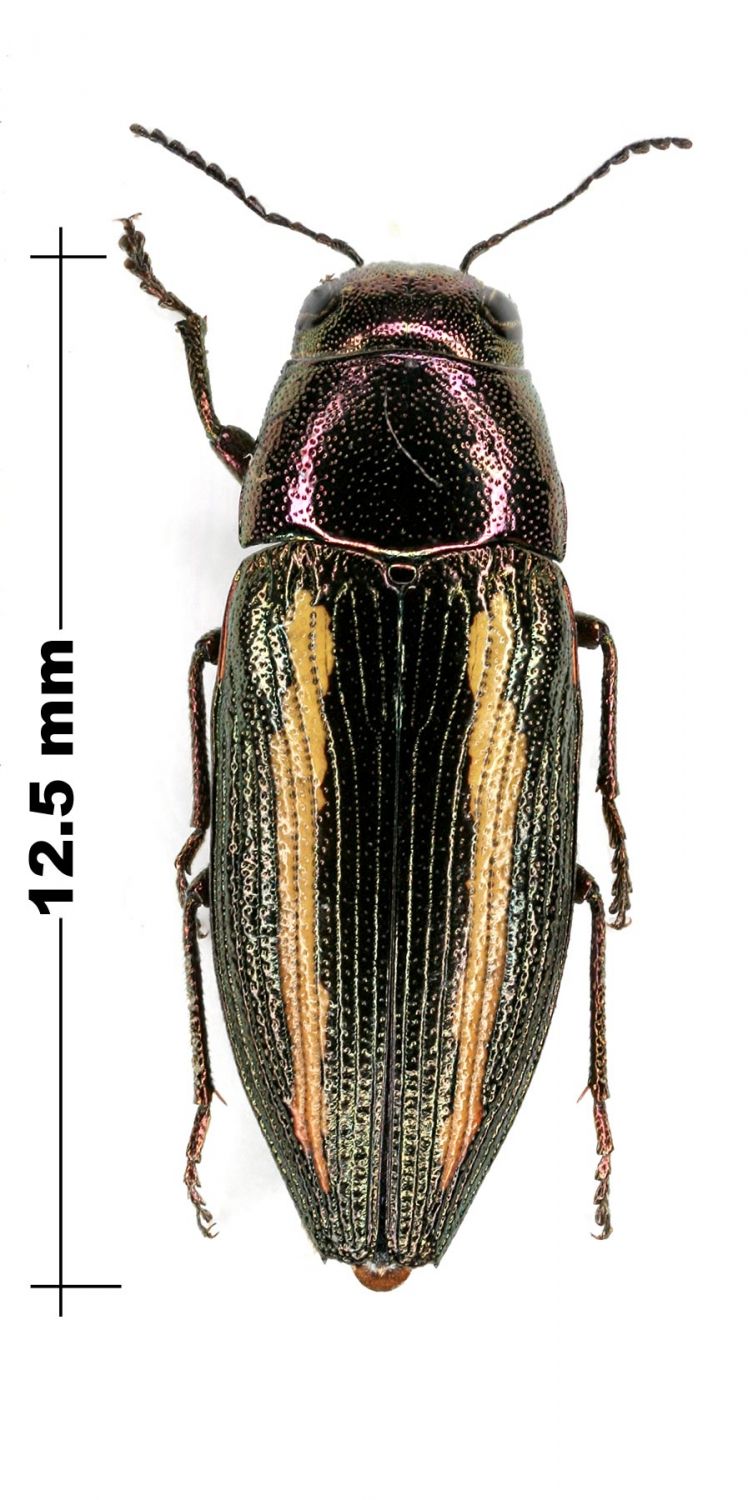 P.Deschamps - Buprestis (Ancylocheira) humeralis - réf. 76976 (748 x 1500 pixels, 149 ko)