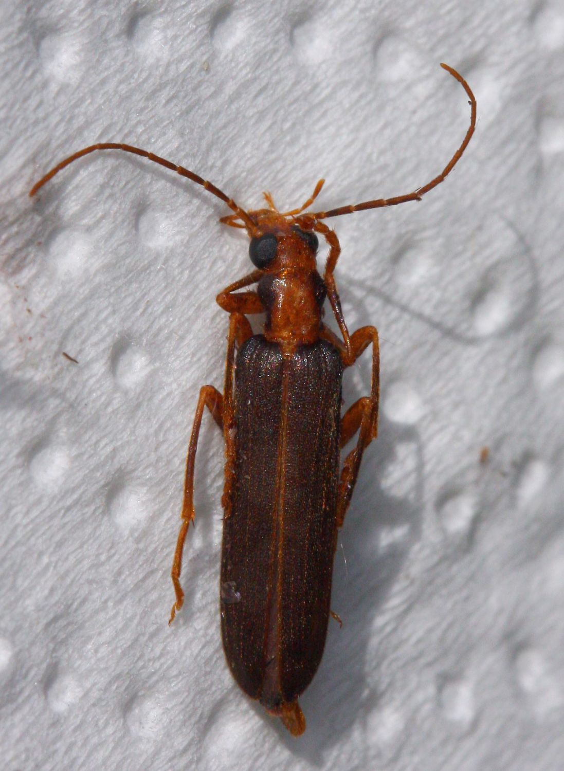Anonyme - Nacerdes (Xanthochroa) carniolica - réf. 76489 (1097 x 1500 pixels, 187 ko)