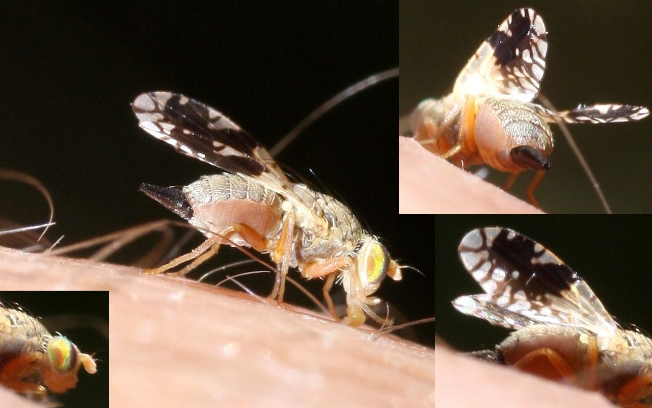 lauriaut - Tephritis neesii - réf. 76344 (1280 x 800 pixels, 138 ko)