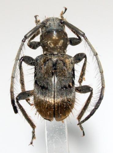 Falsovelleda congolensis