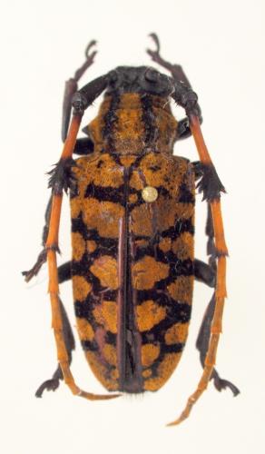 Réf. 77 254 : Aristobia testudo