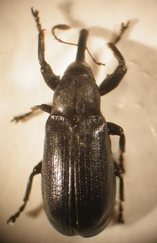 Magdalis nitida