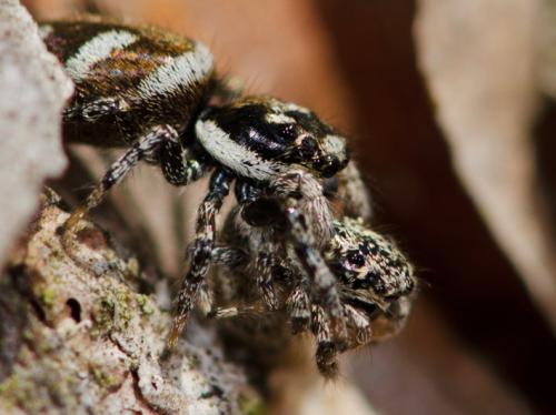 Salticus scenicus
