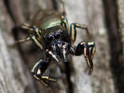 Réf. 77 774 : Heliophanus auratus