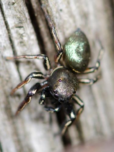 Réf. 77 784 : Heliophanus auratus