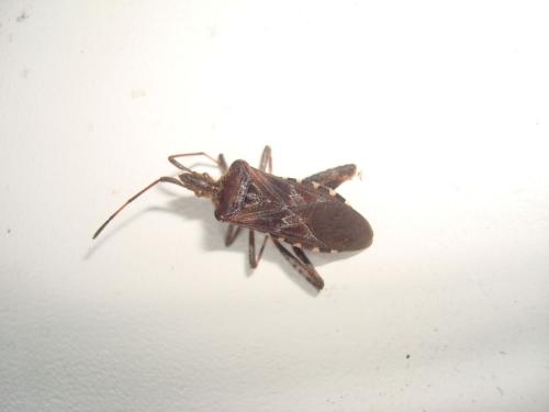 Leptoglossus occidentalis