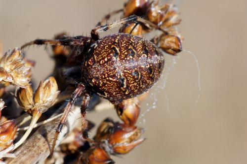 Neoscona byzanthina