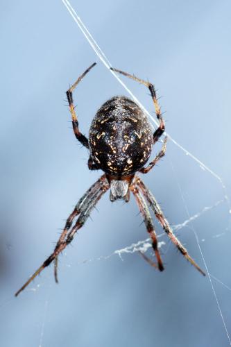 Neoscona byzanthina