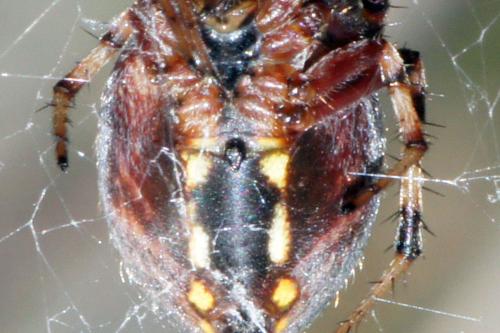 Neoscona byzanthina