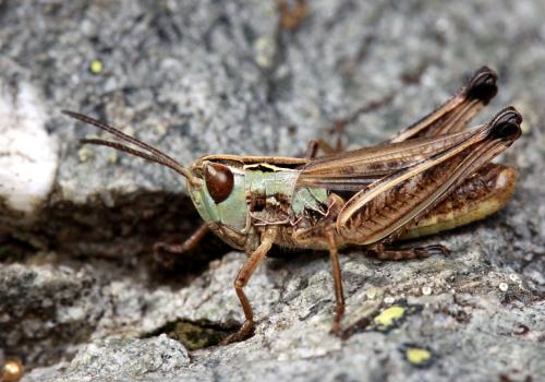 Stenobothrus stigmaticus