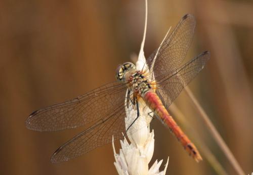 Sympetrum sanguineum