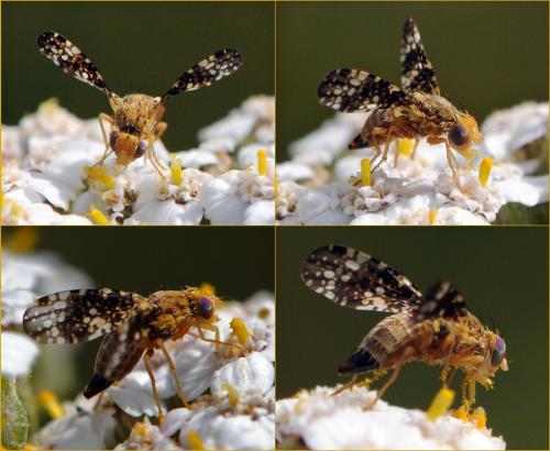 Réf. 77 164 : Oxyna flavipennis