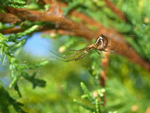 Réf. 77 757 : Linyphia triangularis