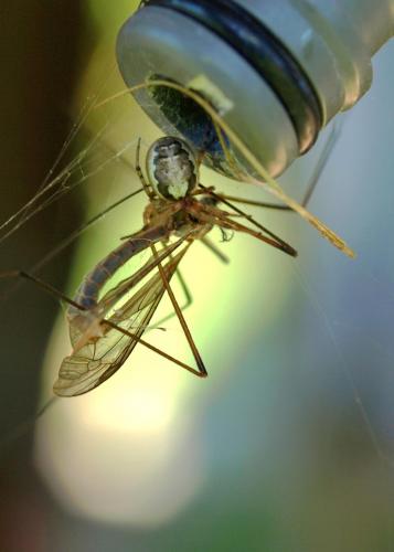 Zygiella x-notata