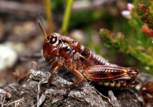 Réf. 77 143 : Cophopodisma pyrenaea