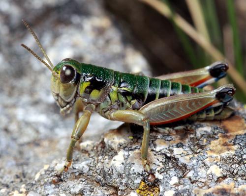 Réf. 77 144 : Cophopodisma pyrenaea