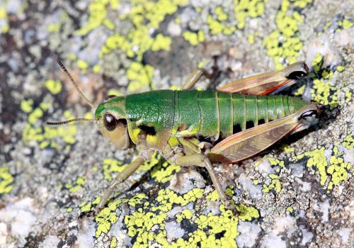 Réf. 77 145 : Cophopodisma pyrenaea
