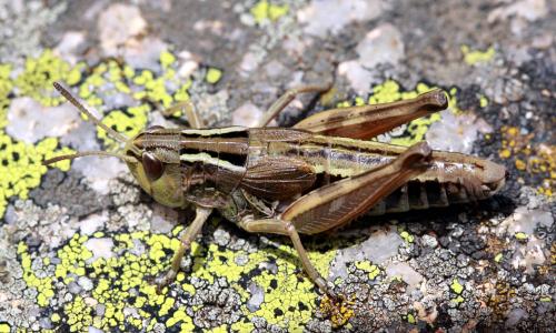 Gomphoceridius brevipennis