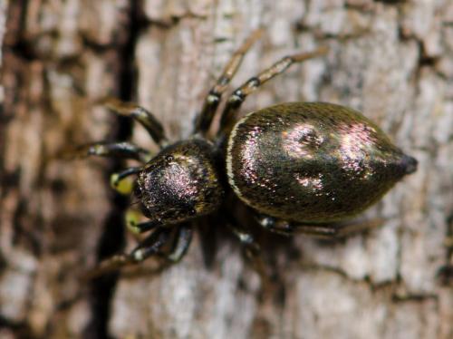 Réf. 77 785 : Heliophanus auratus