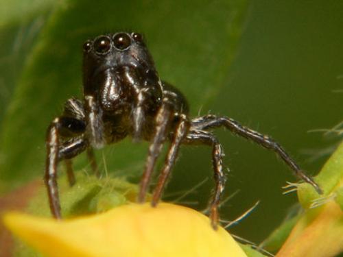 Heliophanus sp.