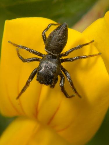 Heliophanus sp.