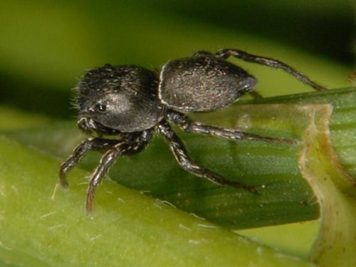 Réf. 77 649 : Heliophanus sp.