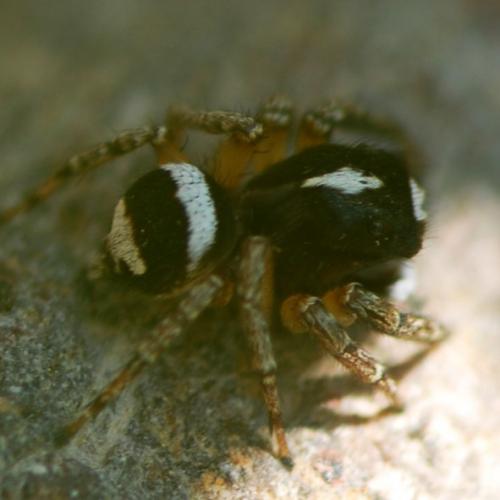 Habrocestum papilionaceum