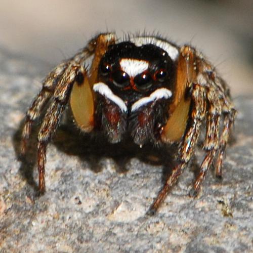 Habrocestum papilionaceum