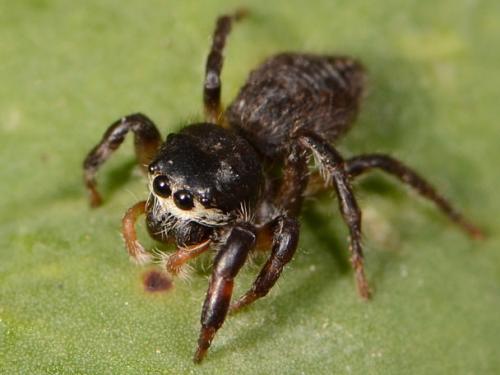 Pellenes tripunctatus