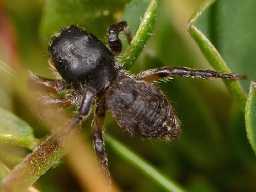 Pellenes tripunctatus