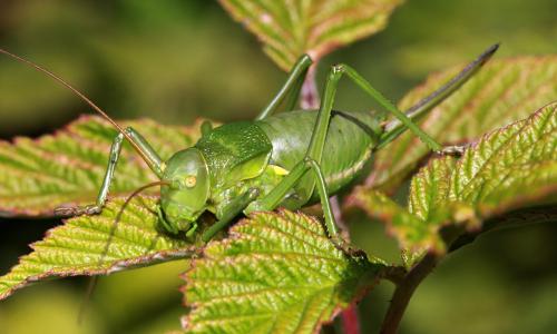 Callicrania ramburii