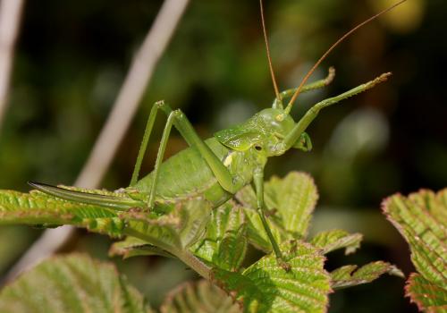 Réf. 77 966 : Callicrania ramburii