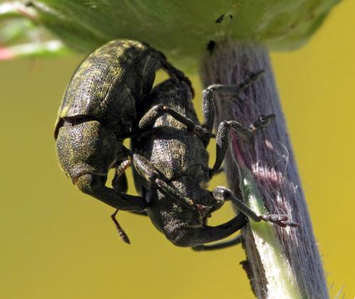Réf. 77 261 : Larinus sturnus