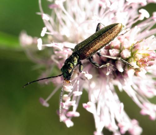 Réf. 77 271 : Chrysanthia viridissima