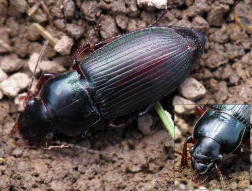 Réf. 77 273 : Harpalus affinis
