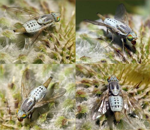 Réf. 77 152 : Terellia longicauda