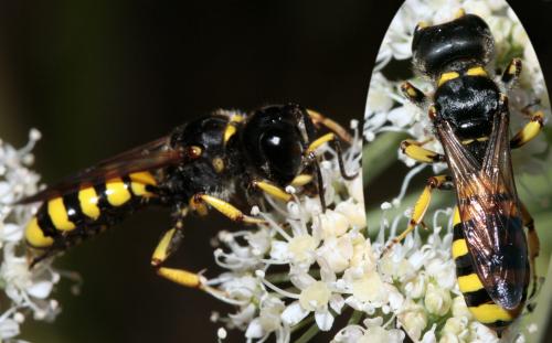 Réf. 77 685 : Ectemnius fossorius