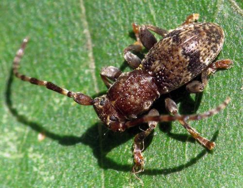 Parmena balteus