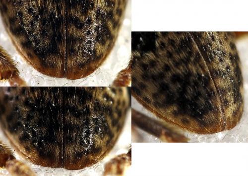 Réf. 77 131 : Parmena balteus