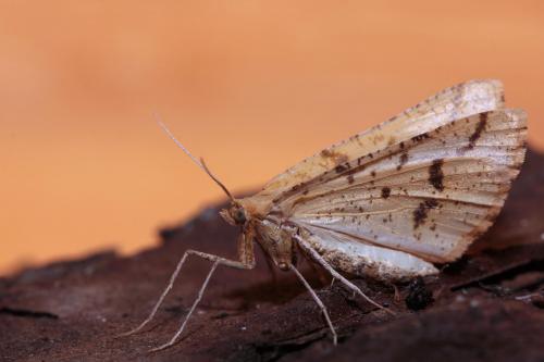 Réf. 77 160 : Aspitates ochrearia