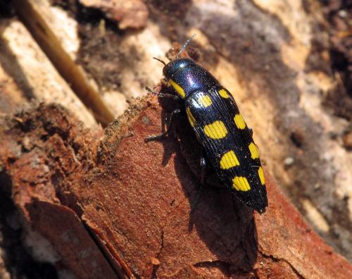 Réf. 77 011 : Buprestis octoguttata