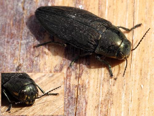 Réf. 77 013 : Buprestis haemorrhoidalis