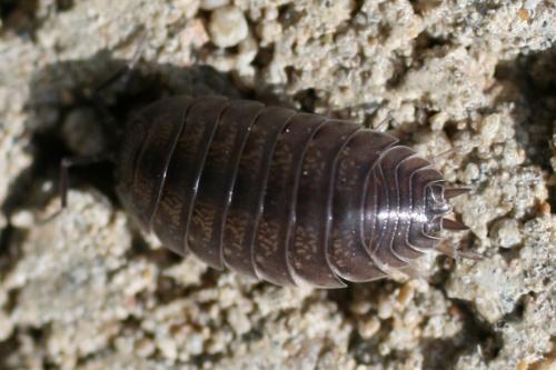 Réf. 77 278 : Porcellio laevis