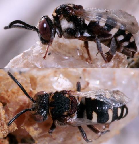 Réf. 77 335 : Epeolus cruciger