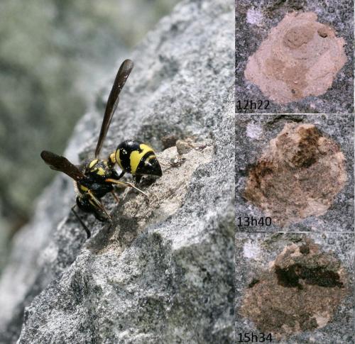 Eumenes sp.