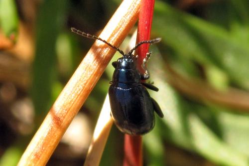 Réf. 77 028 : Altica sp.