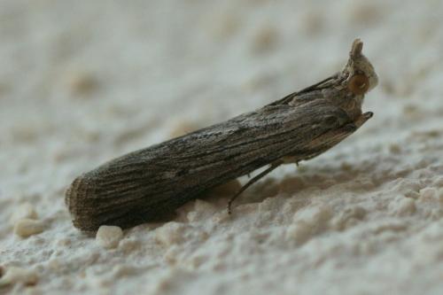 Réf. 77 238 : Epischnia prodromella