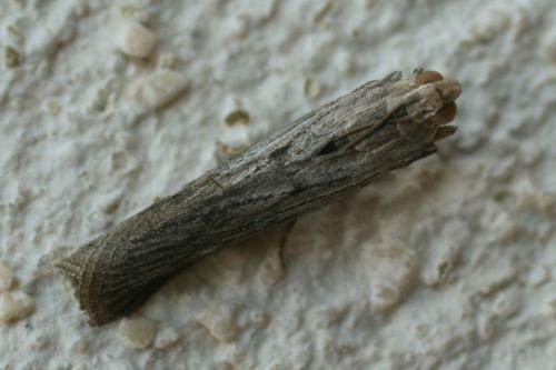 Réf. 77 277 : Epischnia prodromella